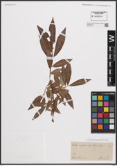Foto von Salix daphnoides Vill.